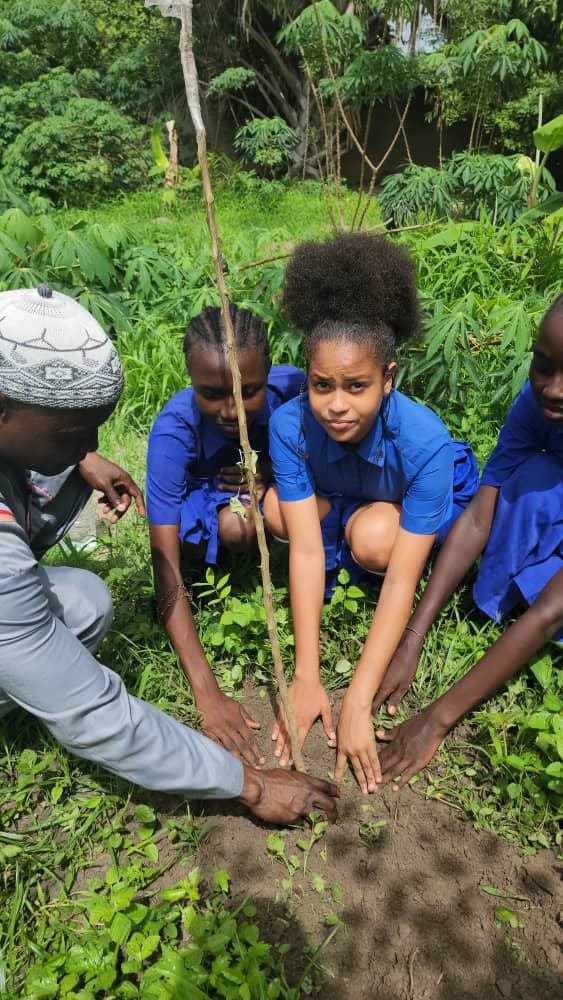 Planting a seedling